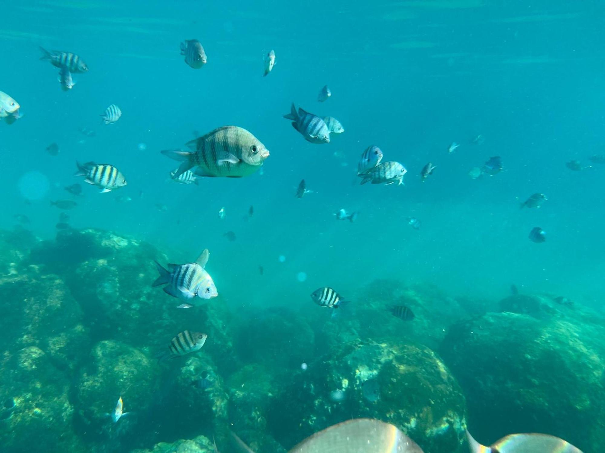 Alojamento de Turismo Selvagem Do Mar
